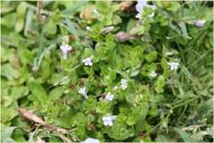 Lindernia rotundifolia